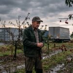 Załamanie plonów czereśni. Pogoda i import uderzają w sadowników